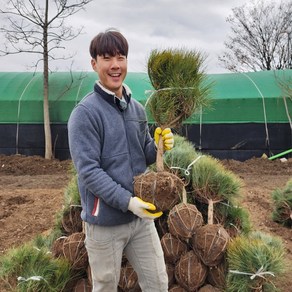 반송 둥근소나무 폭 30cm 40cm 50cm 분묘 침엽수 소나무 조경수 산소에심는나무, 반송 폭 30cm, 1개