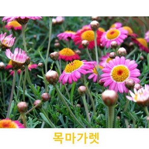 초화식물/야생화 목마가렛 화분모종 4개(L0061), 4개