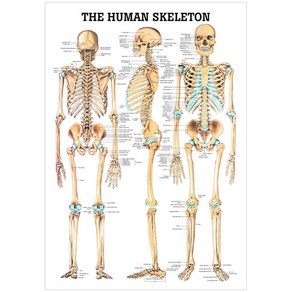 [Anatomical] 전신골격차트(MD03 3D입체 L사이즈) - 인체해부도, 차트, 1개