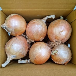 [산지당일발송] 잘 말려 단단한 2025년 햇 양파 빨간양파 3Kg/5kg/10kg/20Kg, 1개, 5kg, 중.대 혼합