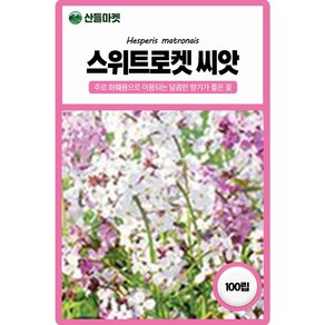 산들마켓 스위트로켓 꽃씨앗 100립 유채꽃과 비슷한 모양의 달콤한 향이나는 이년생 종자, 1개