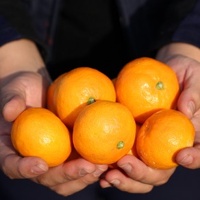 제주 고당도 햇 노지감귤, 3kg 소과(2S), 1개