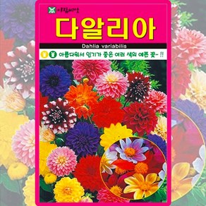 아람종묘 다알리아 씨앗 100립 혼색 다알리아 꽃씨 종자