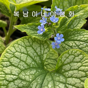 브루넬라 알렉산더 그레이트 [1포트 복남이네야생화 모종 호스타 그라스 bunnea], 1개