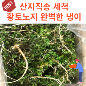 황토 노지 세척 냉이 산지직송 충남홍성, 1개, 500g