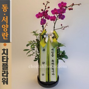 치타플라워 서양란 만천홍 승진 축하 개업 결혼 생일 화분 미니 난 호접 [p04-0507] 난배달 서양난 동양난 동양란 전국 배송 꽃배달, 1개