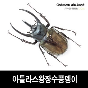 아틀라스장수풍뎅이 표본 [L16-18] Chalcosoma atlas keyboh, 70-74mm, 1개