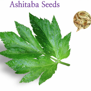 신선초 씨앗 명일엽 Ashitaba seeds 1g 100알), 상세페이지 참조, 상세페이지 참조, 상세페이지 참조