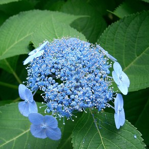 리서스원예 산수국 꽃나무 별수국 산수국묘목 산수국키우기 개화주 포트묘, 산수국 포트묘, 1개