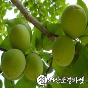 매실나무 묘목 슈퍼왕매실 R4cm 결실주(분) 1개