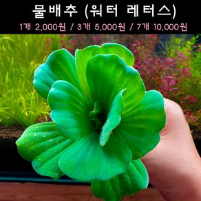 [수초아쿠아] 물배추 워터레터스 초보수초 인기수초 구피 새우 은신처 어항수초 수초맛집 득템수초, 7개