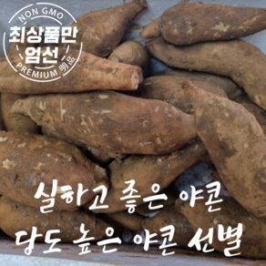 국산 햇 야콘 달큰한 농장직송 못난이 야콘