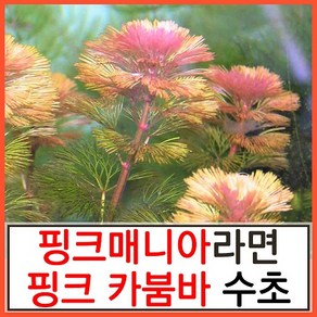 수초하우스) 핑크 카붐바 3촉, 1개