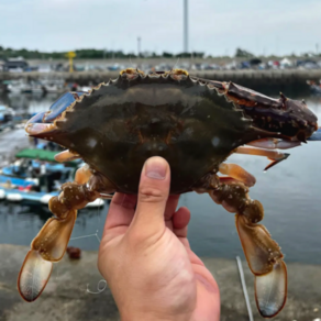 가을 제철 활 꽃게 산지직송 당일조업 crab