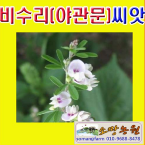 (LT)산림종자 비수리(야관문)씨앗 1kg, 1개