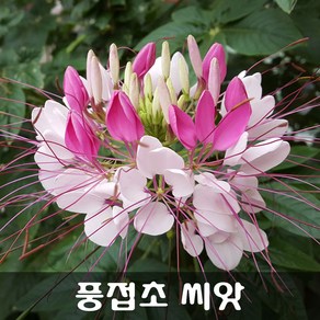 [해피플라워] 풍접초 족두리꽃 나비꽃 씨앗 300립 / 봄 여름 파종 꽃씨, 1개