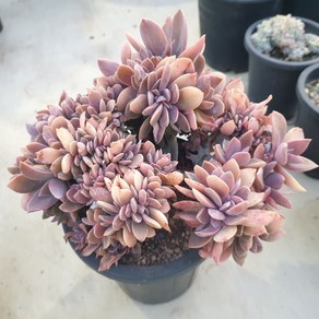 [수암다육] 흑괴리 철화 랜덤발송 Graptoveria 'Fred Ives' f. cristata 다육 다육이 다육식물 444