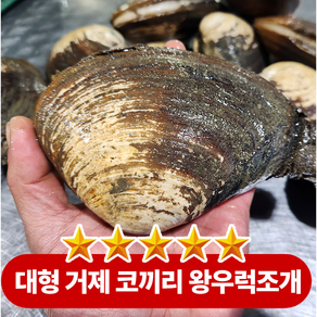 판매1위 당일수확 국산 거제도 코끼리 왕우럭조개, 1박스, 1kg