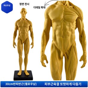 근육 모형 스케치 전신 미술 드로잉 모델 인체 해부학, 30cm 레진 세미컨디셔닝