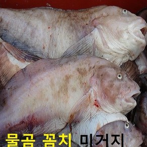 (쌍다리상회) 생물 물곰 물곰치 통마리 1-3마리 당일생물