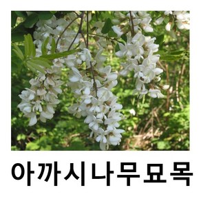 아까시나무 묘목 아카시아 실생3년 5주묶음, 1개