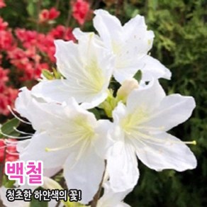 조경수 묘목 -철쭉-백철쭉[흰철쭉] 3년생 수고 약 40cm-10주묶음 OT004, 1개