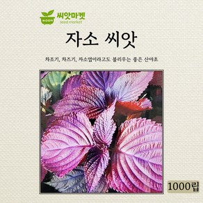 아람종묘 자소 차조기 씨앗 1000립, 1개