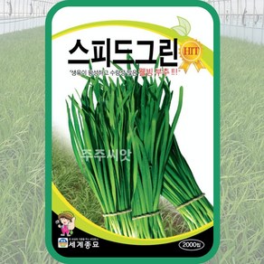 부추씨앗 스피드그린 부추 종자 2000립 채소키우기 Garlicchives seeds