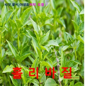 태국의 대표적인 향신료 홀리바질 씨앗 50립, 1개