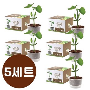 [5세트] 자연애 마이가든_강낭콩, 5개