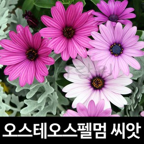 오스테오스펄멈 씨앗 디모르포세카 종자 꽃씨 30알