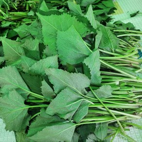 강원도 평창 깊은 산에서 자란 자연산 생취나물 취나물, 1kg, 1개, 1kg
