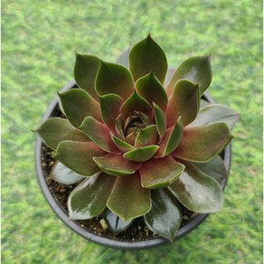 용설 C윌리엄 씨윌리엄 바위솔 Sempervivum 분경 석부작 정원식물 월동하는 다육식물 용설tv 유튜브 추천 상품