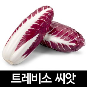 트레비소 씨앗 치커리 종자 양배추 채소 야채 1500알