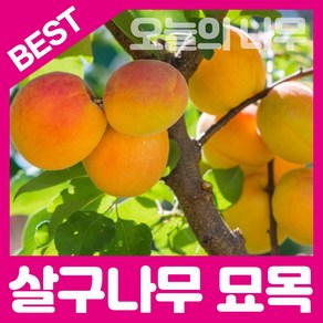 살구나무묘목(산형3호 왕살구 하코드)접목묘 판매합니다.