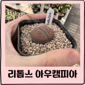 (가든테라스) 리톱스 아우캠피아 아프리카식물 다육식물, 1개