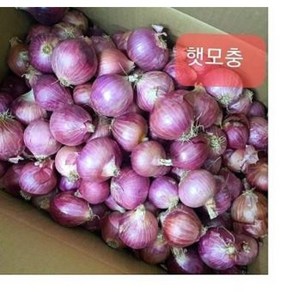 샬롯 미니양파 작은양파 중국산 shallot 모충 500g 1kg