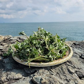 여수 청정 거문도에서 재배하는 귀한 해풍쑥 노지재배 청정 생쑥, 1개, 1kg