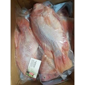 냉동 생선/ 레드 틸라피아/ RED THILAPIA/ CA DIEU HONG 600g 내외 1마리, 700g, 3개