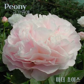 작약 숙근 입고(Peony/금강원예) 마더 초이스