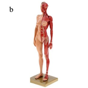 안구 모형 눈 인체 안과 해부30cm 수지 인체 해부학 근육 해골 모델 41, 여자