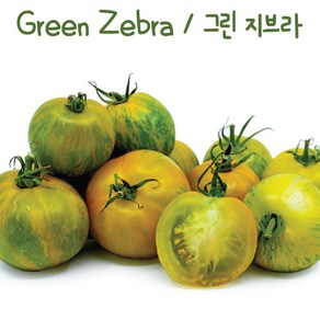 그린 지브라 Geen Zeba 희귀토마토 가보 토마토 교육용 체험용세트, 1개