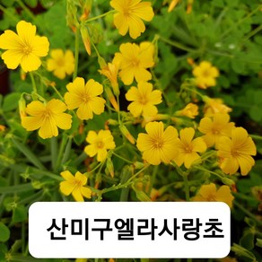 산미구엘라사랑초