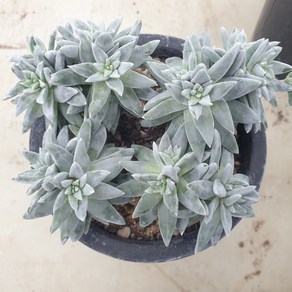 [수암다육] 화이트그리니 랜덤발송 Dudleya gnoma 'White Spite' 랜덤발송 다육 다육이 다육식물 260, 1개