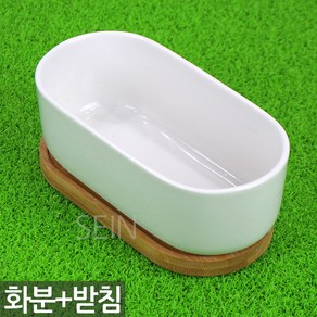 세인화분 다육 다육이 타원 백자 도자기 화분 1P - 선인장 다육화분 다육이화분 분갈이 화분갈이 식물 인테리어 화이트 받침 세트 홈가드닝 예쁜 원형