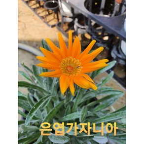 [비젼플라워] (야생화놀이터)--베란다월동-가자니아-은엽가자니아, 1개, 00
