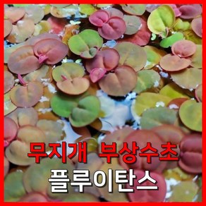 [수초농부] 플루이탄스 무지개 부상 수초, 20개