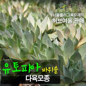 [허브여울바위솔] 바위솔모음 (노지월동/모종) 지름 9cm 소품 & 15cm 중품 다육화분 (상토와 마사만사용), 3개