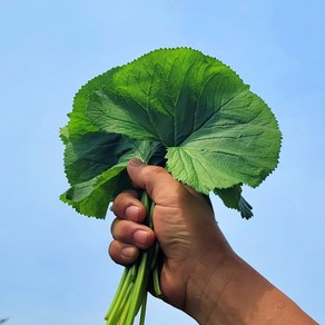 강원도 산나물 곰취 곰치 곰취쌈, 1개, 1kg