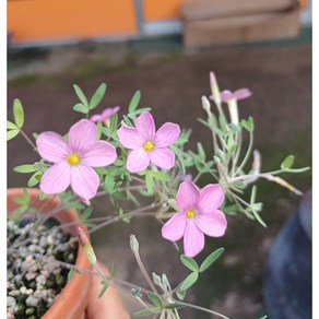 행복한꽃순이/리크리나타그라실리마사랑초, 1개